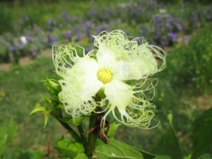 The bloom of the Trichosanthes fruit, source of gua lou