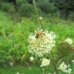 IMG_0921